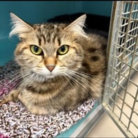 GRIBOUILLE, chatte à adopter