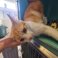 CARAMEL, chat à adopter