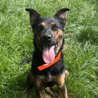 BIANCA, chienne à adopter