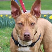 FIMMEL, chienne à adopter