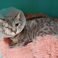 Jack, chat à adopter