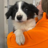 ODESSY, chienne à adopter