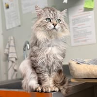 SWAROWSKY (FIV+), chat à adopter