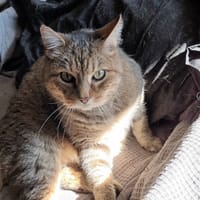 JONES, chat à adopter