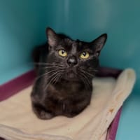 SHADOW, chat à adopter