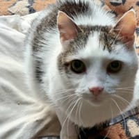 HENRY, chat à adopter