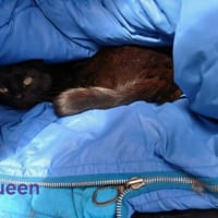 Queen, chatte à adopter