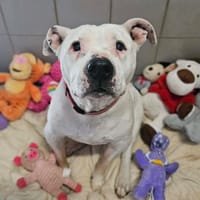 IZZY, chienne à adopter