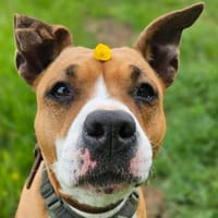 Kayna, chienne à adopter