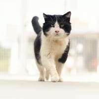 Brave, chat à adopter