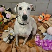 FIFI, chienne à adopter