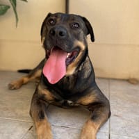 CHAMALLOW, chien à adopter