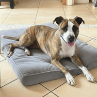MAYA, chienne à adopter