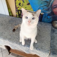 Lily Rose, je suis très câline, chatte à adopter