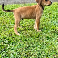 Loki, j'ai une bonne bouille, chien à adopter