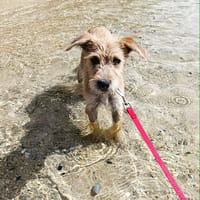 Noisette, la belle x griffon, chienne à adopter