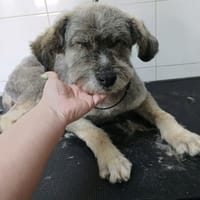 CARLA, chienne à adopter