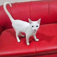 NANCY, chatte à adopter