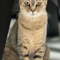 ZARA, chatte à adopter