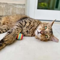 MARIO, chat à adopter