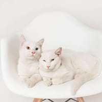 MIMI et TOTO, chat à adopter