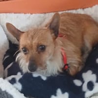 CLOCHETTE, chienne à adopter
