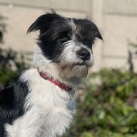 SPARK, chien à adopter