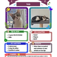 Yoda, chat à adopter