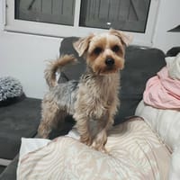 L'énergique Romy, chienne à adopter