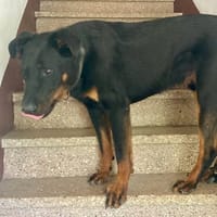 Filou, chien à adopter
