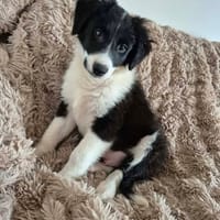 ALPHA, chien à adopter