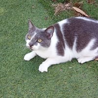 MINETTE, chatte à adopter