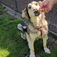 ❤Runa...sucht ihr Glück...🍀, Hündin zur Adoption