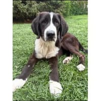 Tomi - wartet in 07557 Zedlitz, Hund zur Adoption