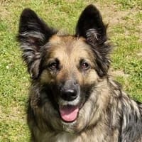 BABORKA sucht Zuhause, Hündin zur Adoption