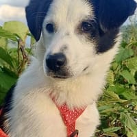 Estella  neugierige Hündin sucht sicher, Hündin zur Adoption