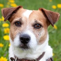 MC BRUNO, charmanter Lausbub, Hund zur Adoption
