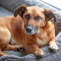 BAMBI, charmanter Herzensbrecher, Hund zur Adoption