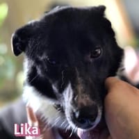 Vermittlungshilfe Lika; Unternesselbach, Hündin zur Adoption