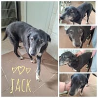 ❗ Opa Jack...NOTFALL - wird gesponsert !, Hund zur Adoption