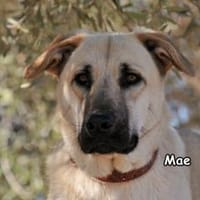 MAE, Hündin zur Adoption