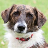 JUANITO, verschmuster Hundebub, Hund zur Adoption