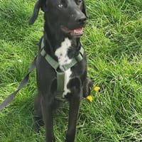 Soziale Auri W 12.24 sucht neues Jagdrev, Hündin zur Adoption