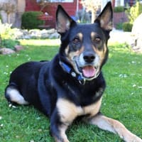 SKYLO, menschenbezogen und verschmust, Hund zur Adoption
