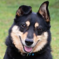 RICKY, Charakterkopf mit Charme, Hund zur Adoption