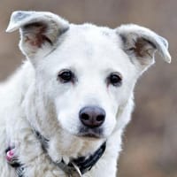 LINNY - zauberhafte Hundeseniorin, Hündin zur Adoption