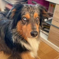 Gusti - ist eher skeptisch, Hund zur Adoption