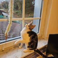Pichon und Melchor warten auf Dich, Kater zur Adoption