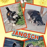 lieber kleiner Janosch auf PS 90562, Hund zur Adoption