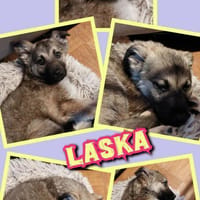 liebes Welpenmädchen Laska auf PS 91278, Hündin zur Adoption